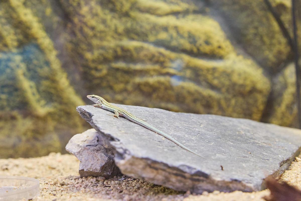 Un ejemplar de lagartija 'pitiüsa'.