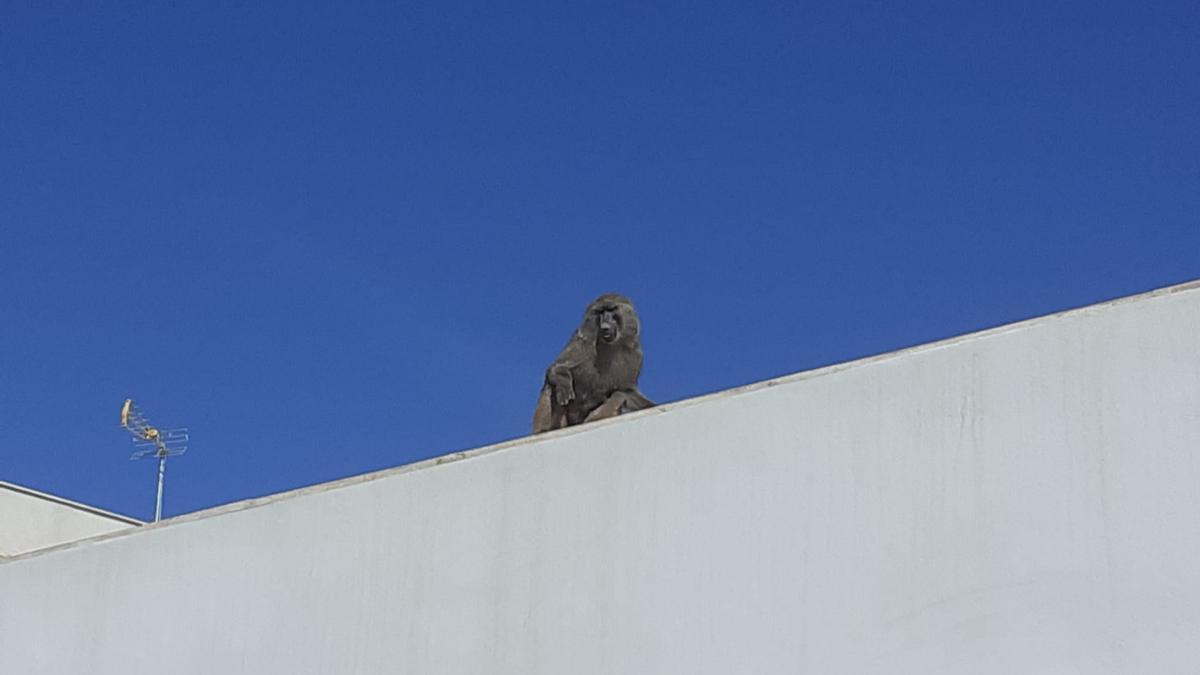 El mono, encaramado al tejado.