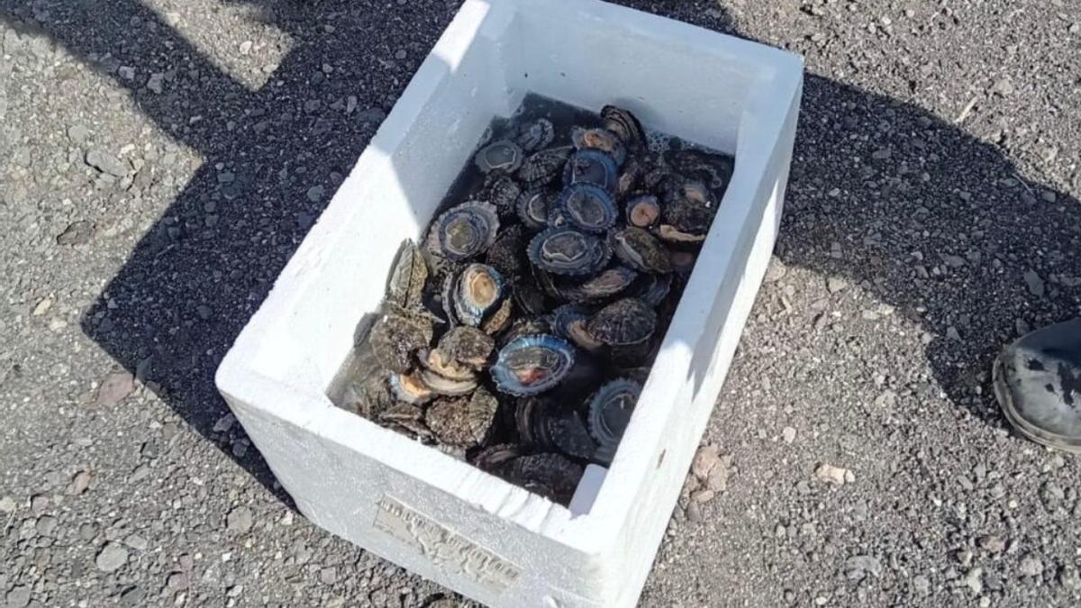 Captura de lapas en Gran Canaria