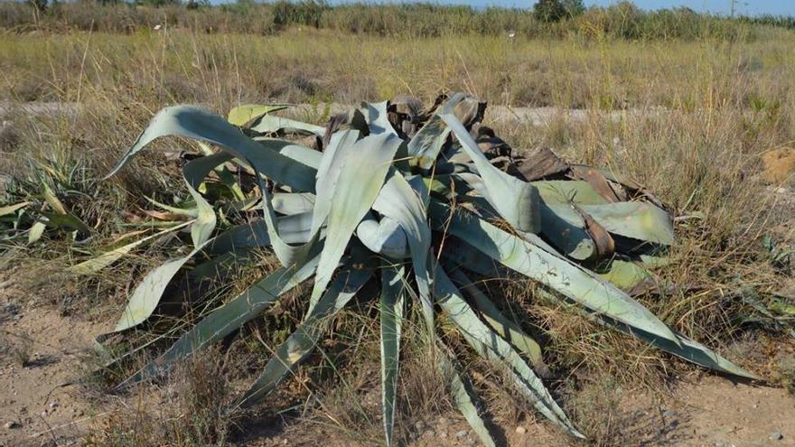 El picudo negro devora las pitas en la desembocadura del Mijares