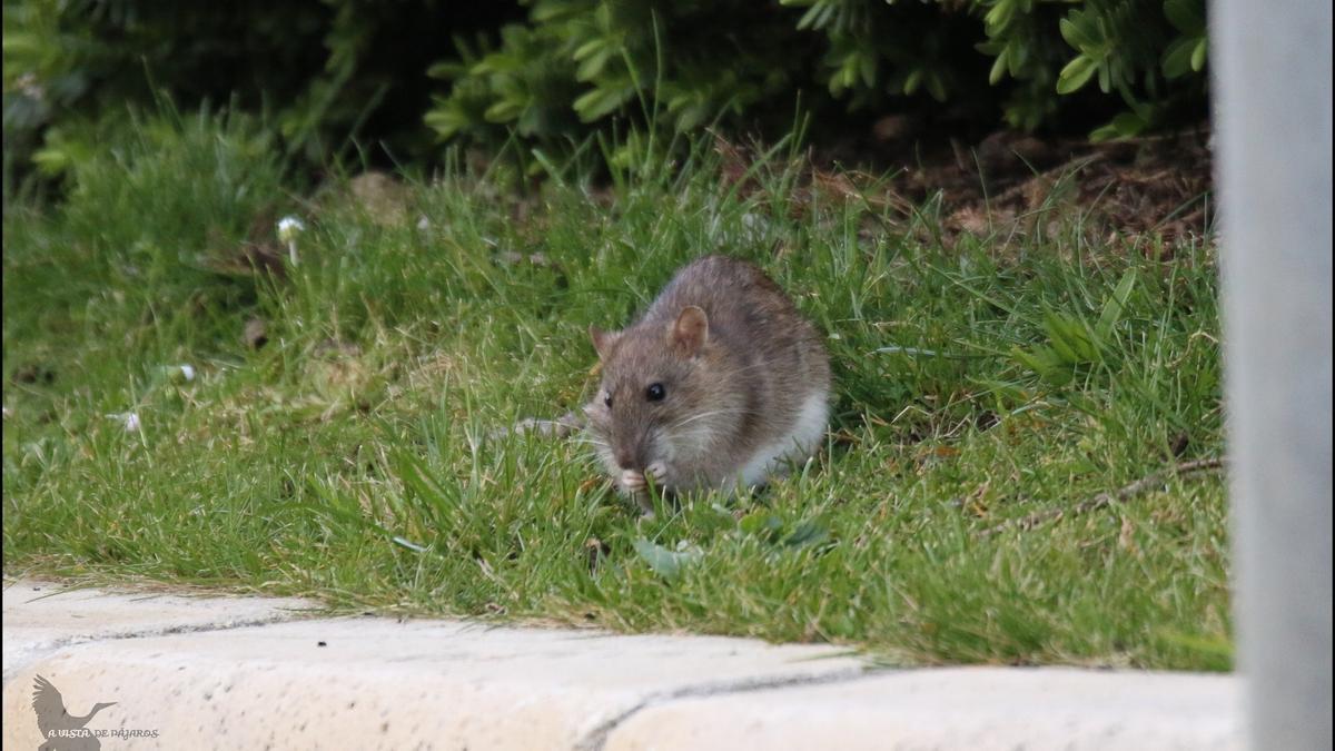 Una rata 'gigante' se establece en la rotonda de los juzgados de Castelló