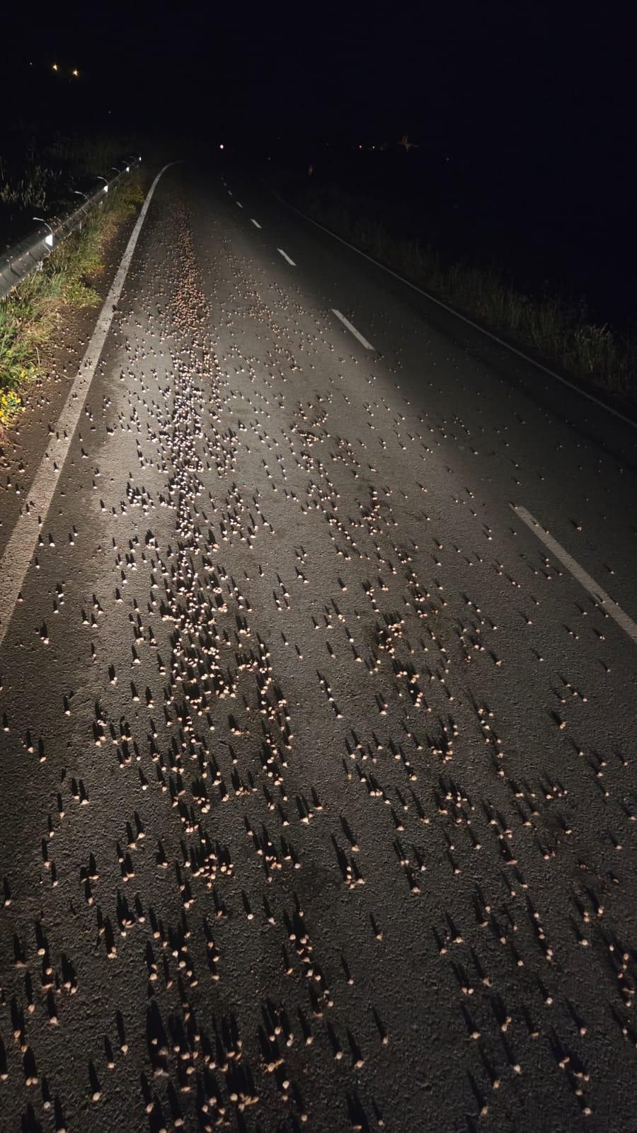 Milers de cargols apareixen enmig de la carretera a Medinyà