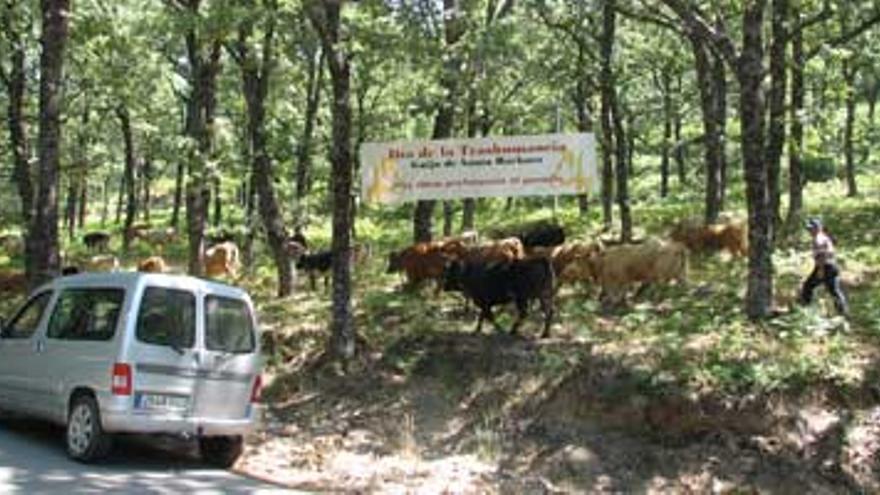 800 vacas pasan por el casco urbano de Guijo de Santa Bárbara