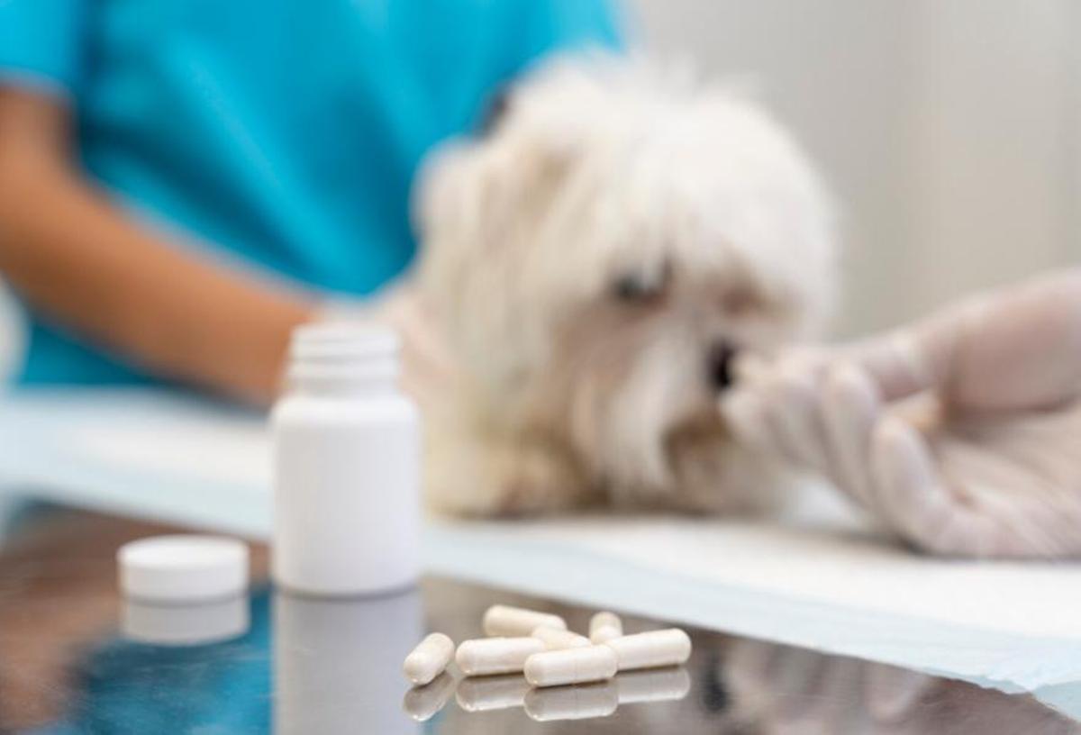 Funcionaran aquests medicaments per a gossos?