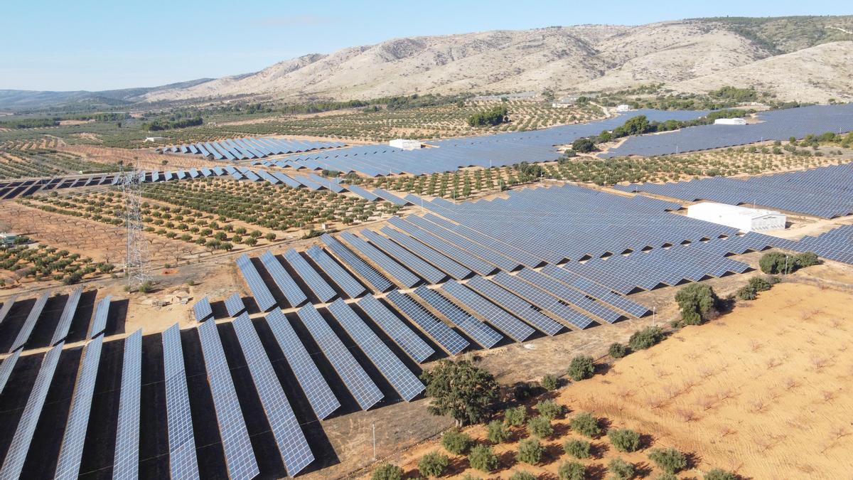 Los paneles solares se extienden destruyendo los olivares del Alto Vinalopó.