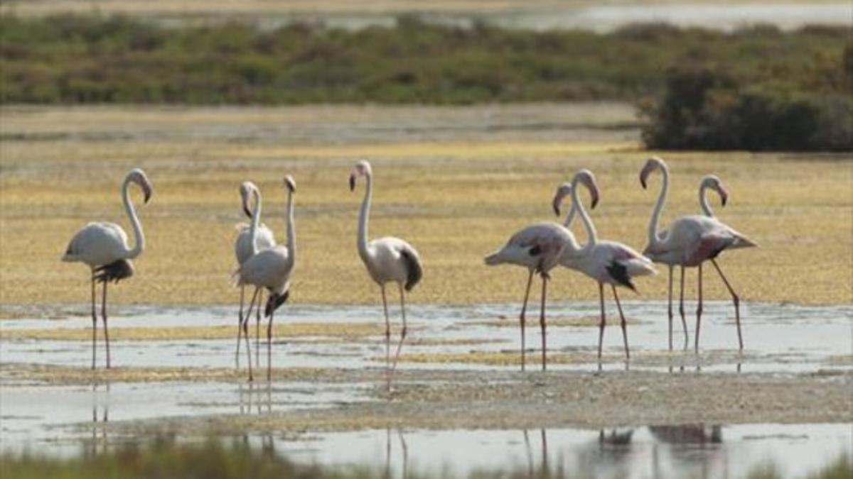 Un grupo de flamencos en la laguna de la Tancada, cerca del Trabucador, en el delta del Ebro