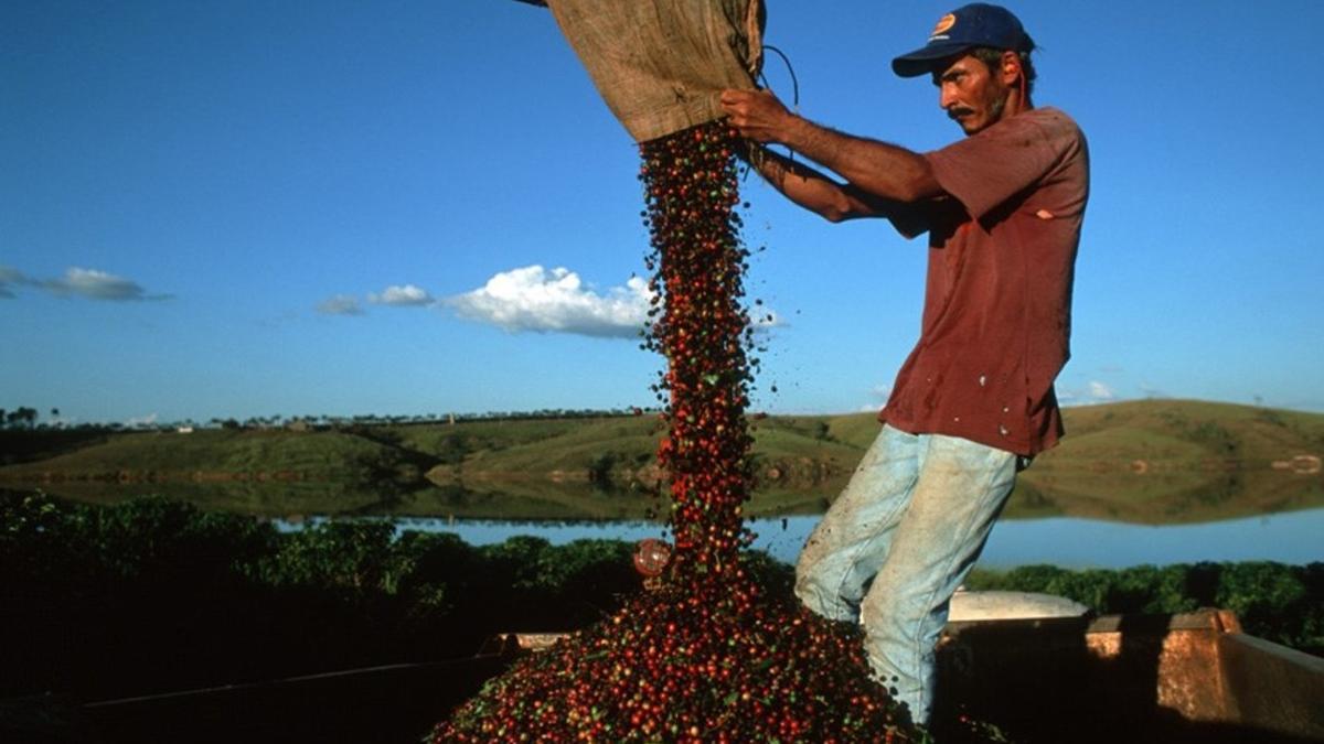 Cosecha de café