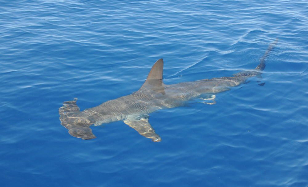 Imagen del tiburón martillo en aguas de Tenerife