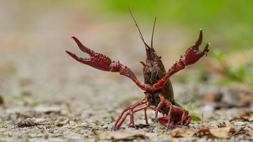 Ya hay 306 especies invasoras en los ríos españoles y otras 272 están llegando