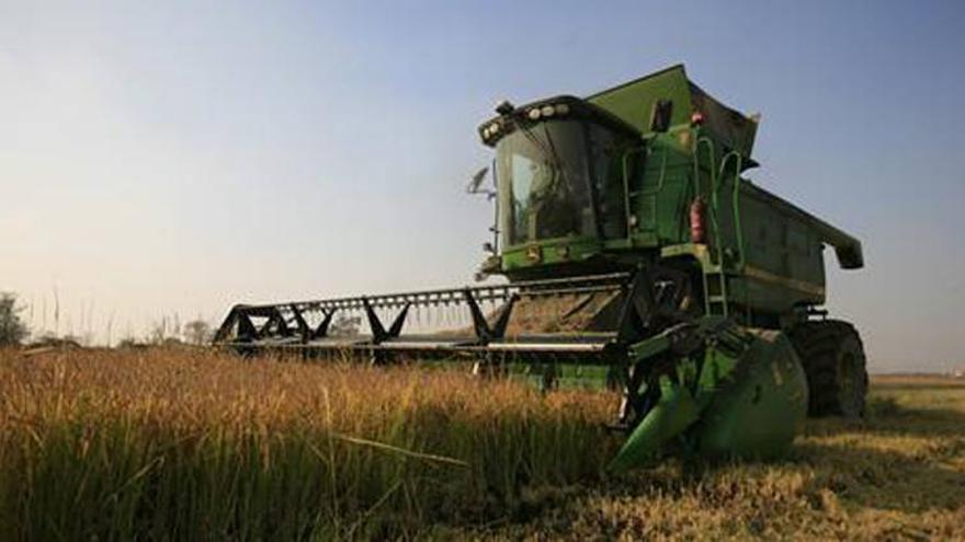 La campaña contra la pudenta del arroz comenzará el próximo lunes en la región