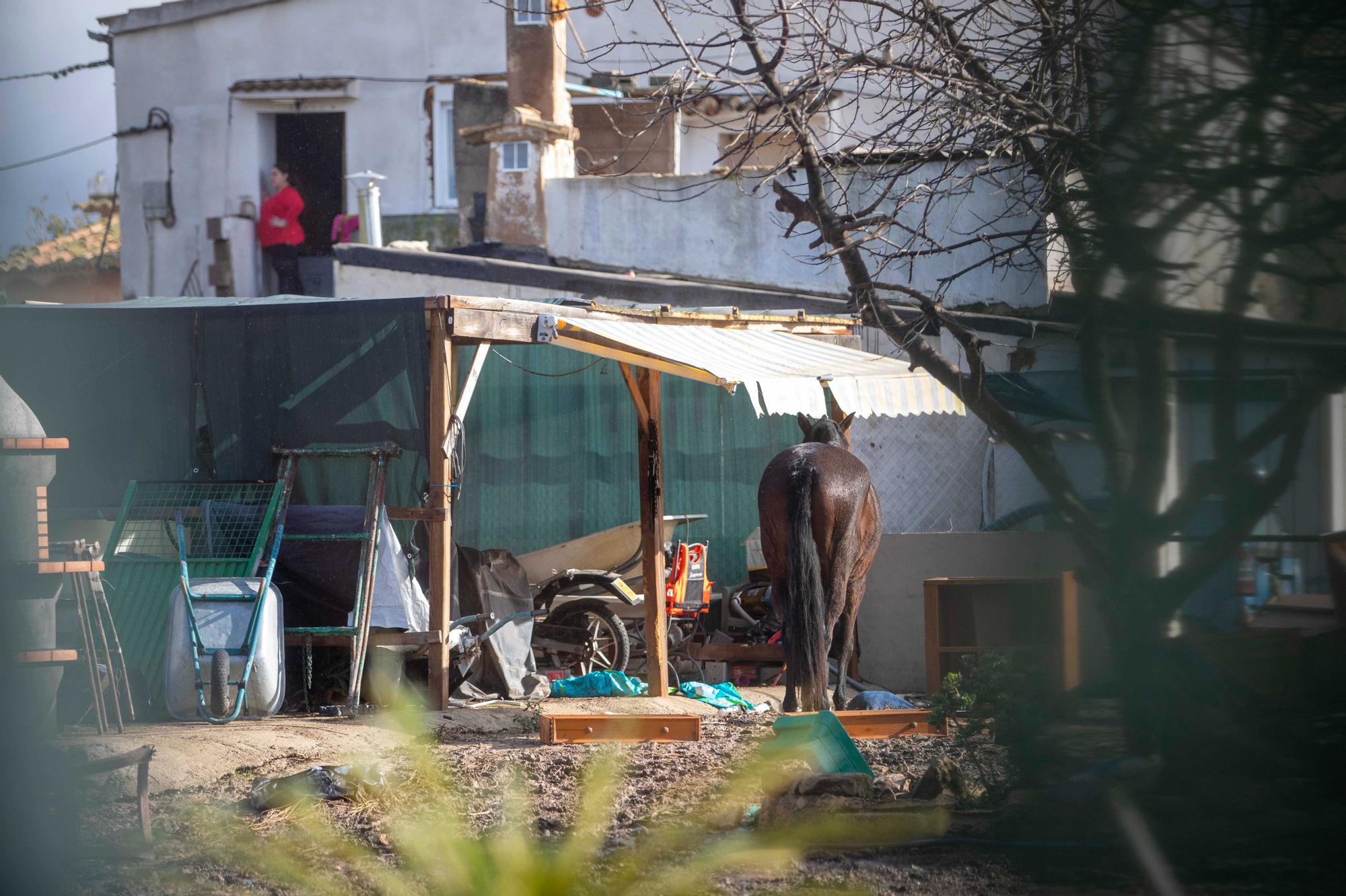 Siete detenidos en la redada contra la droga y el maltrato animal en Son Malferit