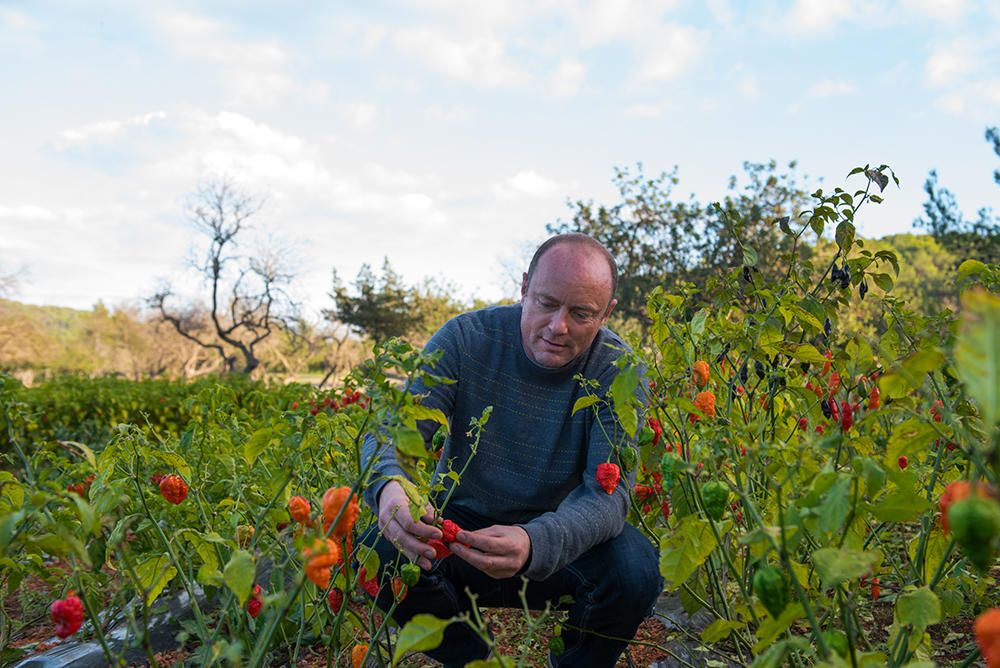 Sid Shanti comprueba la maduración de los chiles que planta en dos fincas de la zona de Atzaró, con los que elabora las tres salsas de ‘Ibiza chili co’ en su obrador de la calle Abad y Lasierra de Vila. Las frutas y verduras con las que completa sus recetas las compra en las cooperativas locales. JORDI GÓMEZ