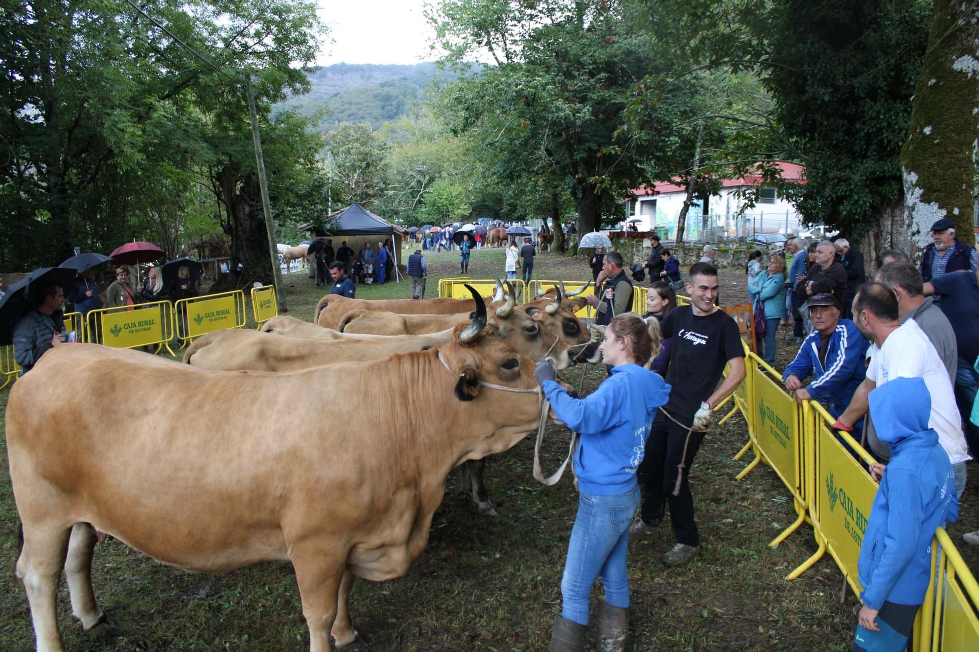 La feria de ganado de Sobrescobio vuelve con 536 animales tras dos años de parón por la pandemia