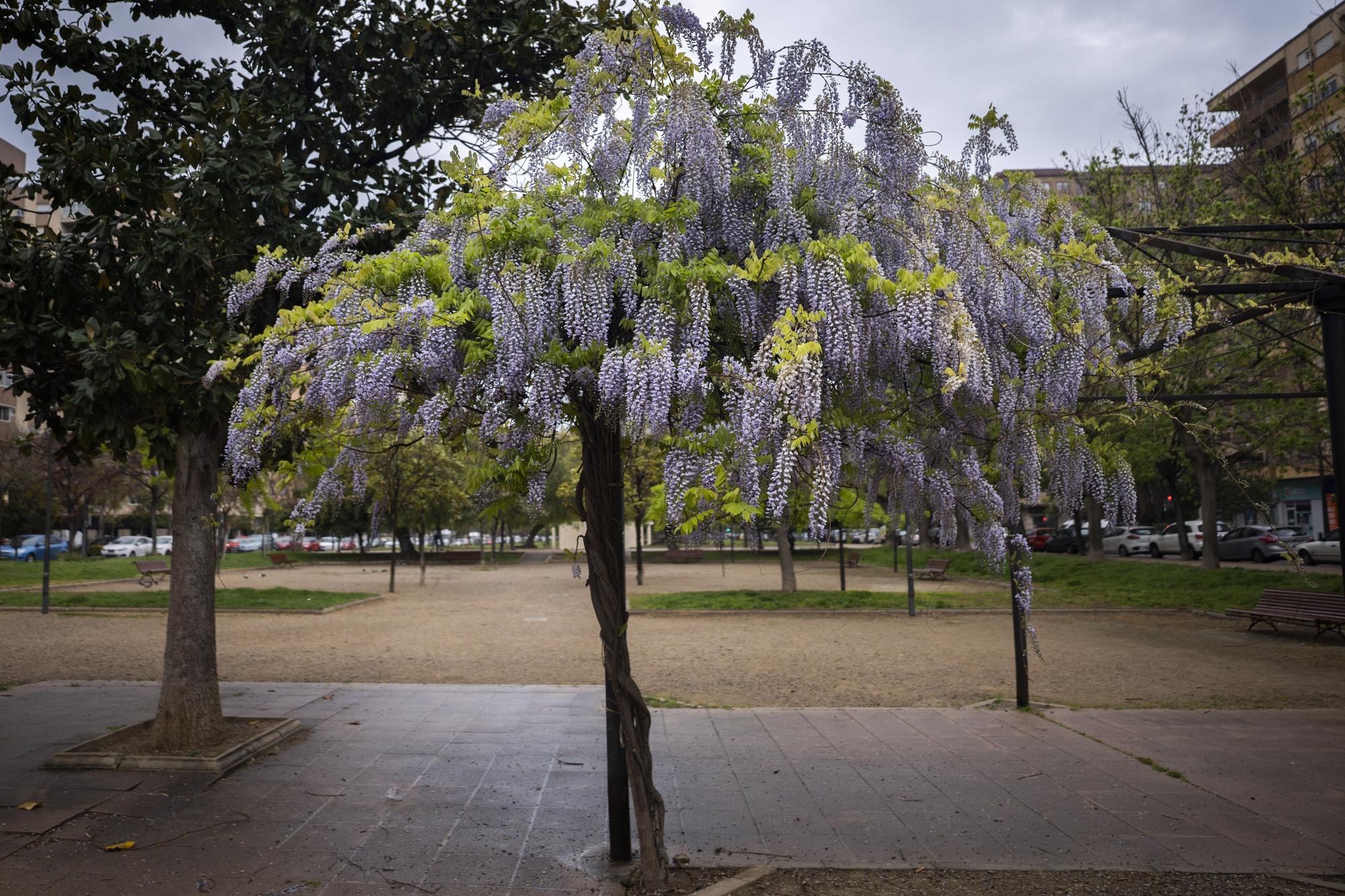 La primavera toma València