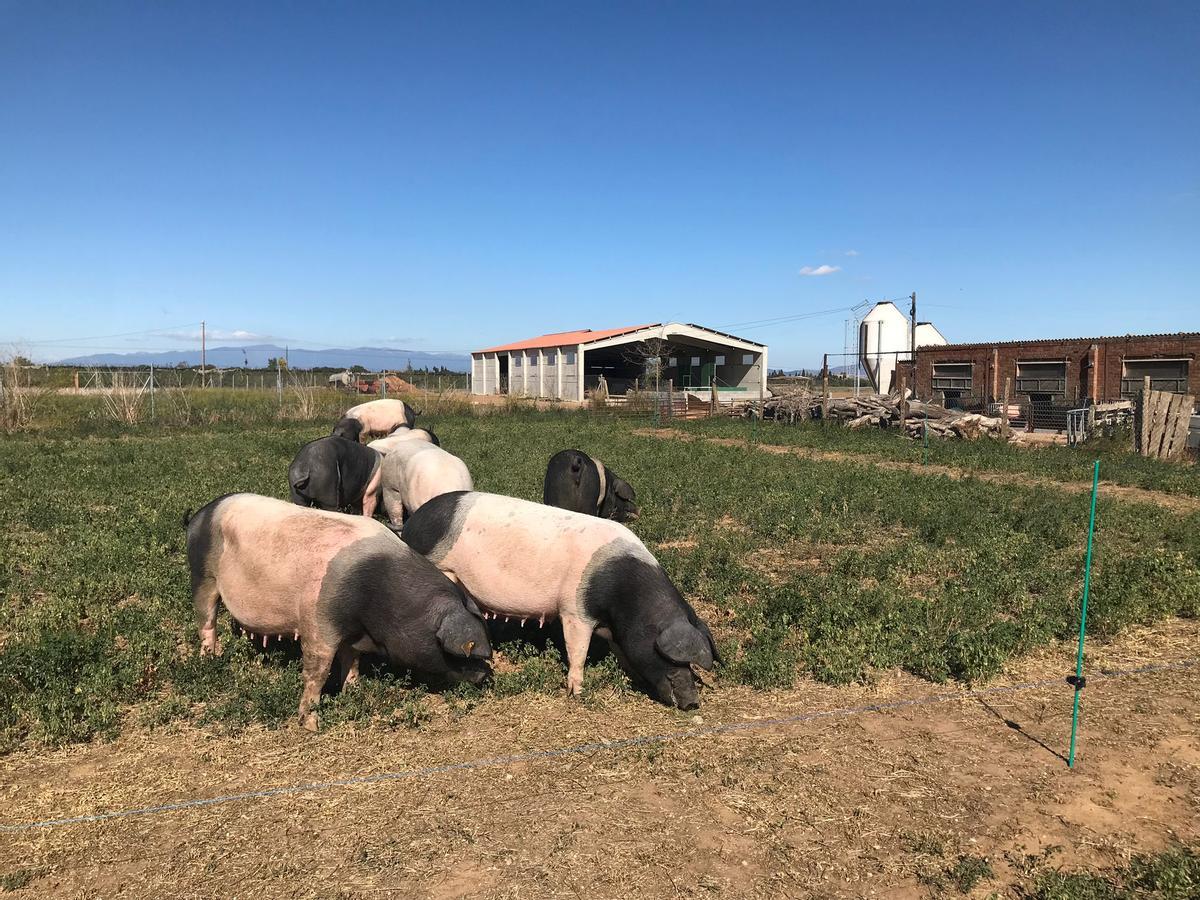 La granja de porcs ecològics Llavora de Ventalló