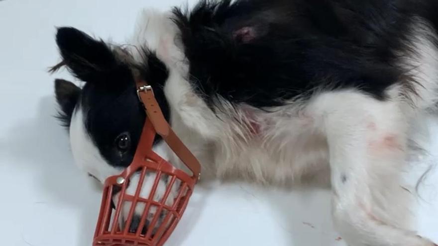 Hace días atacó a este perro e hirió a su dueño al tratar de liberarlo.