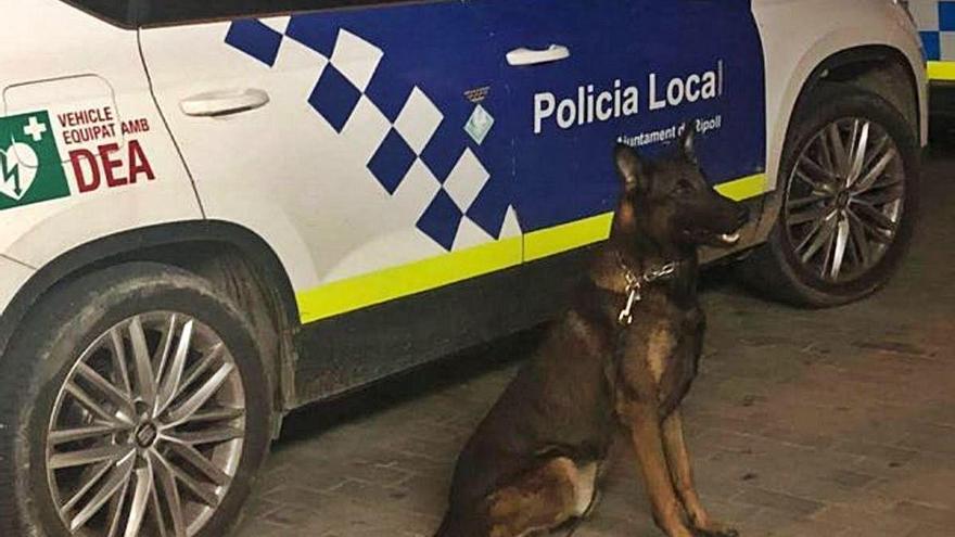 El gos, al costat d&#039;un vehicle de la Policia Local de Ripoll.