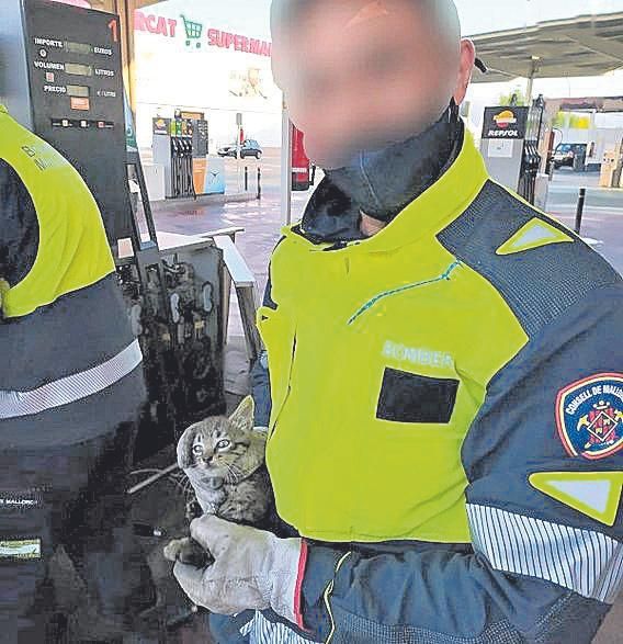 El intruso que se metió en un surtidor.