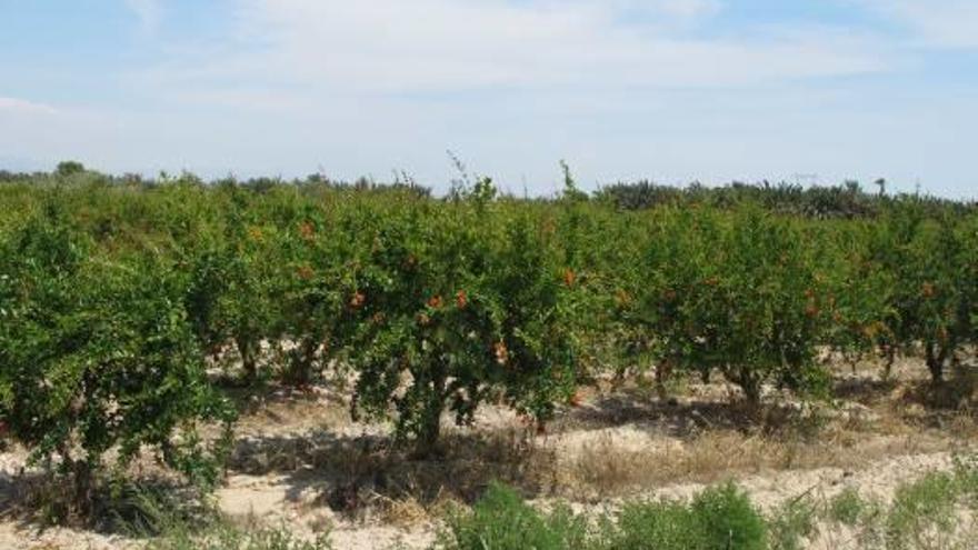 Vitalgrana apuesta por la plantación de 30.000 granados ecológicos