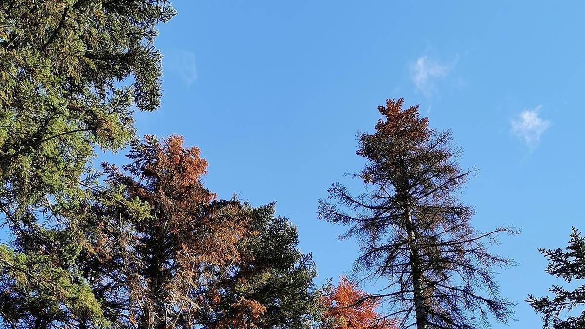 Arbres malalts per la sequera.