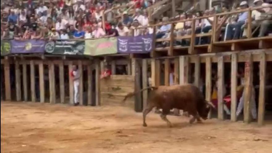 VÍDEO | Un toro embiste la talanquera dejando varias personas heridas durante los recortes en Fermoselle