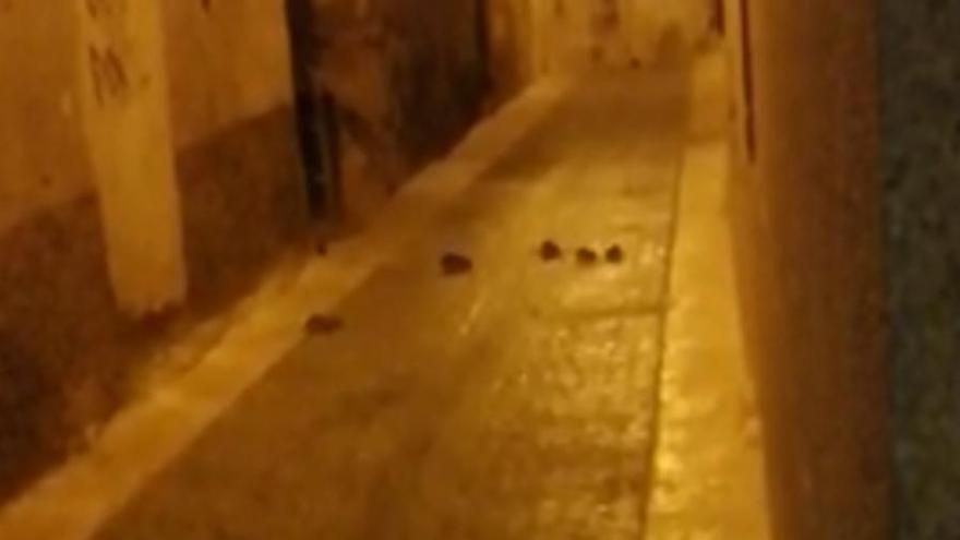 Captura del momento en el que se ven roedores por una calle de Crevillent, según el vídeo que ha trasladado el PP