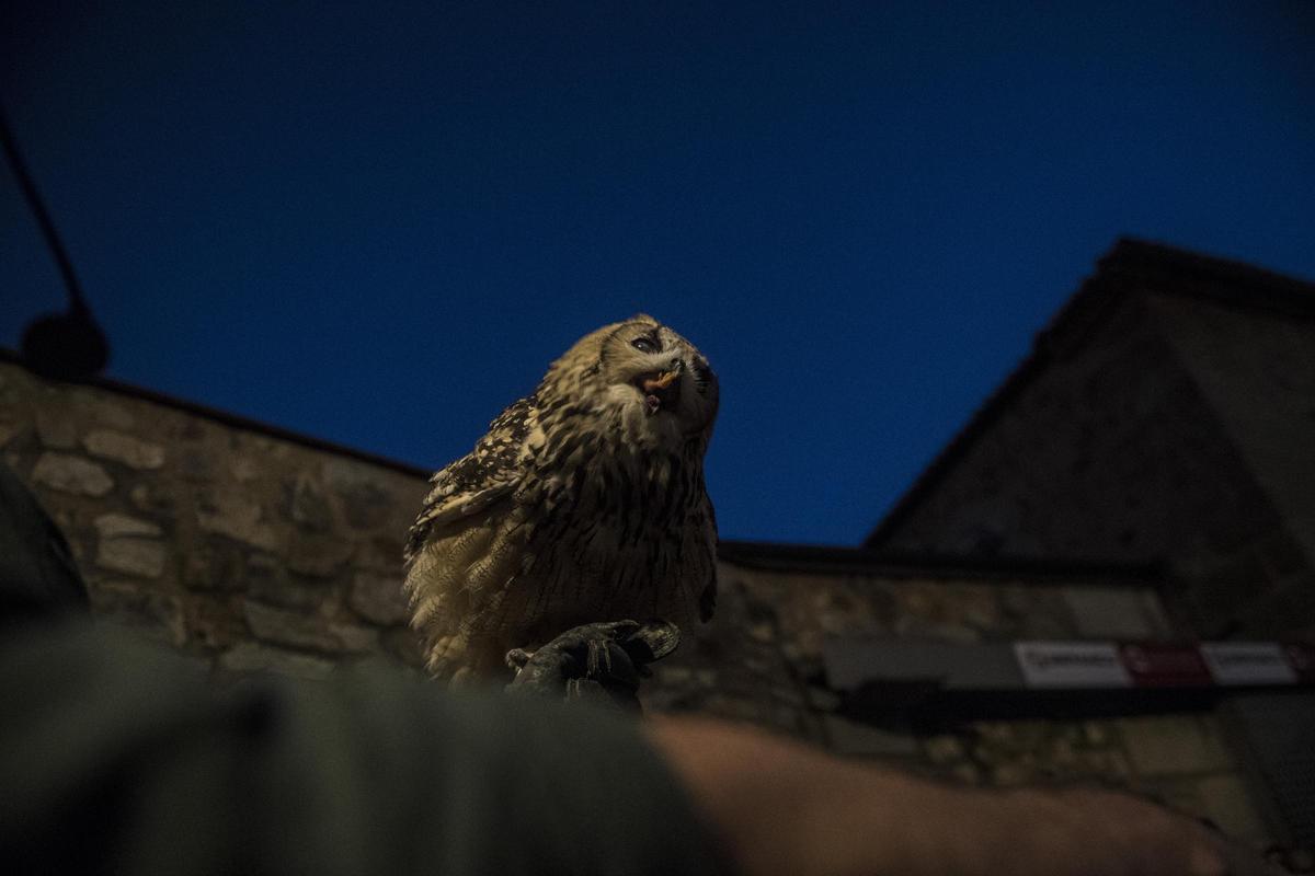 GALERÍA | Así es el Mercado Medieval de Cáceres con el regreso de la cetrería GALERÍA | Así es el Mercado Medieval de Cáceres con el regreso de la cetrería