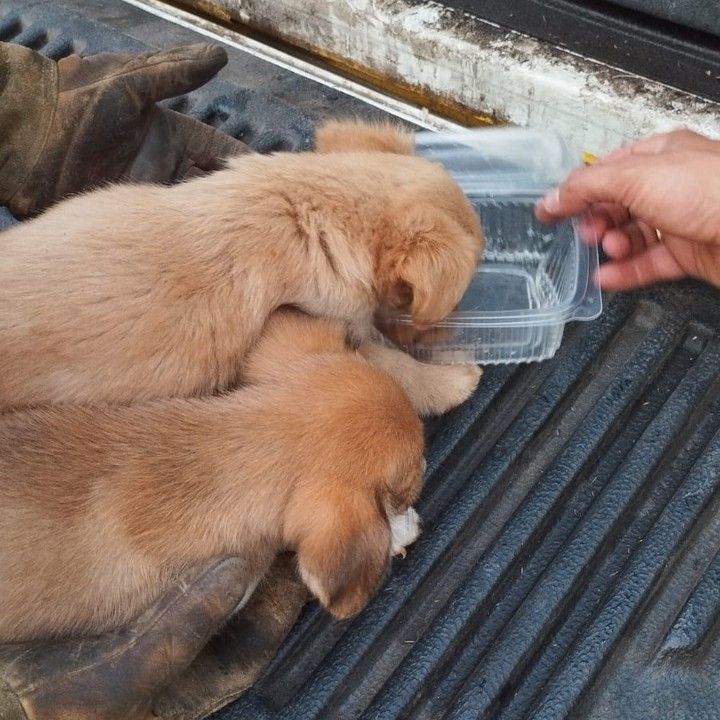 They save two puppies from burning to death in the Tenerife fire