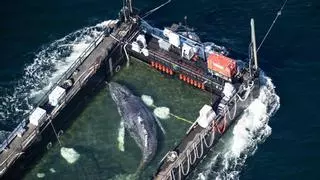 Hallada muerta en Dinamarca  'Timmy',  la ballena varada en Alemania más de un mes