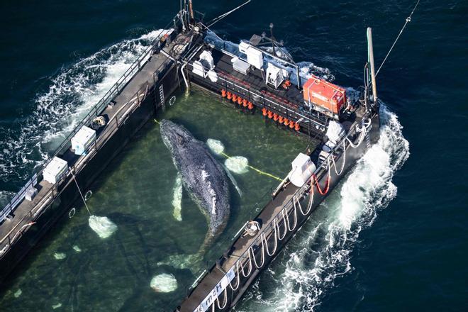 Liberada en el mar del Norte 'Timmy', la ballena varada en Alemania desde el 23 de marzo