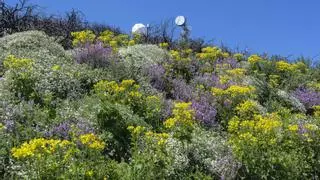 La naturaleza resucita en la cumbre de Gran Canaria