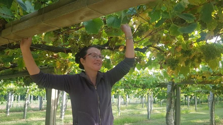 Rías Baixas vendimia el primer millón de kilos de uva &quot;sana y de calidad&quot;