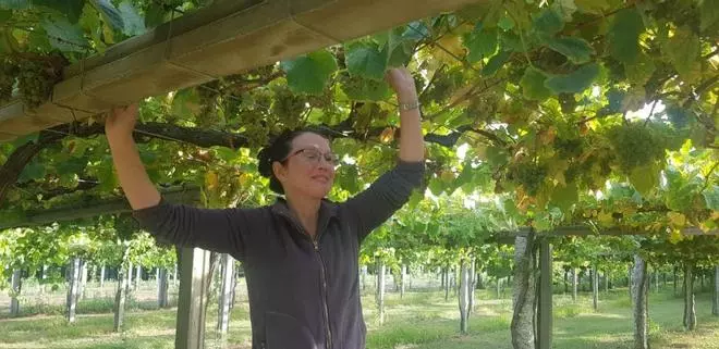 Rías Baixas vendimia el primer millón de kilos de uva "sana y de calidad"