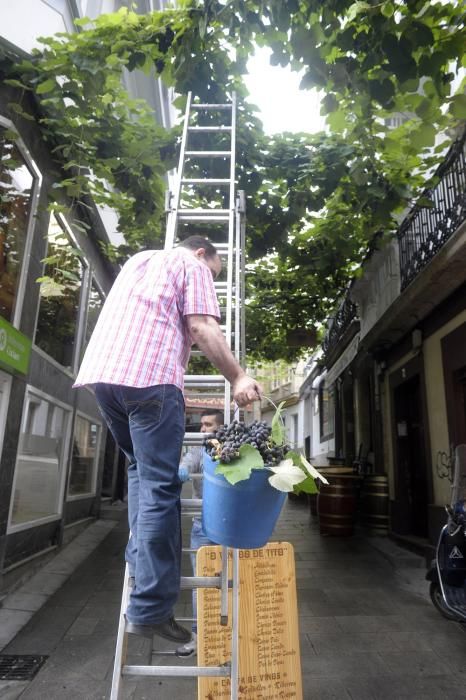 Vendimia en la Estrecha de San Andrés