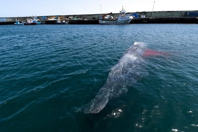 TELDE  13-03-19   TELDE. Localizan a una ballena cachalote hembra de nueve metros muerta flotando en la costa de Telde, la cual fue trasladada hasta el muelle de Taliarte a la espera de sus traslado al vertedero de Juana Grande donde le practicaran la necropsia. FOTOS: JUAN CASTRO