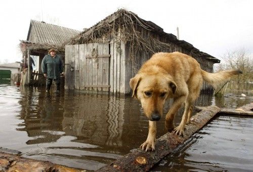 Un perro camina sobre una zona inundada por el río Prypyat en la aldea de Khlupin (Bielorrusia)