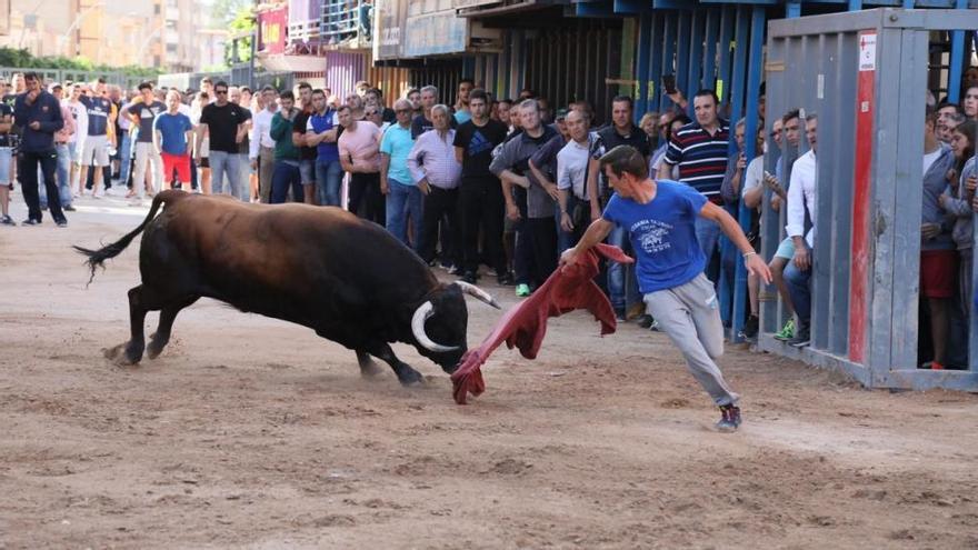 El Consell aplaza aprobar la norma de los ‘bous’ para lograr el consenso