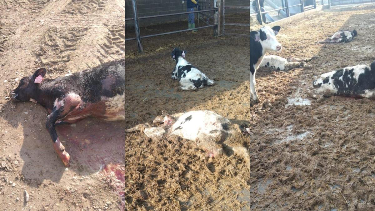 Denuncian dos ataques de perros salvajes en una granja de Soses