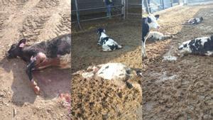 Gossos salvatges maten nou vedelles en una granja de Soses