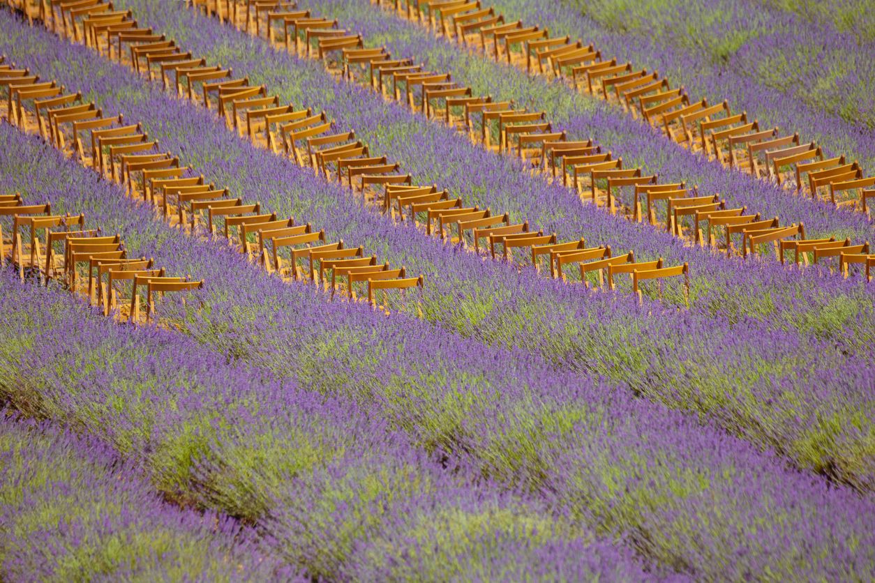 Campos de lavanda con sillas para disfrutar del festival de la lavanda