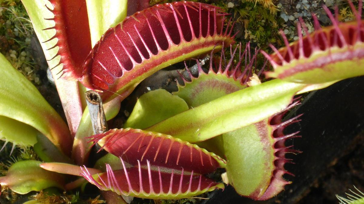 Varias plantas Dionaea muscipula o Venus atrapamoscas en estado de reposo.