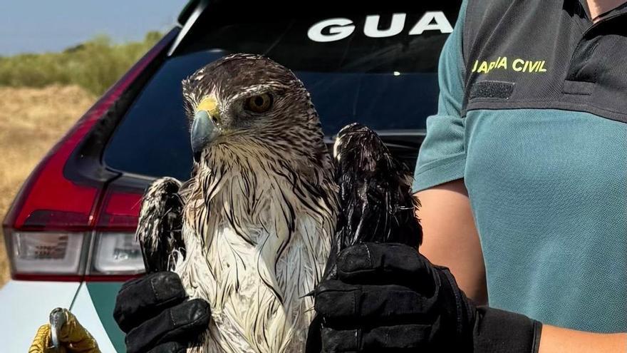 La Guardia Civil rescata un águila perdicera atrapada en un canal de riego en Casas de Don Pedro