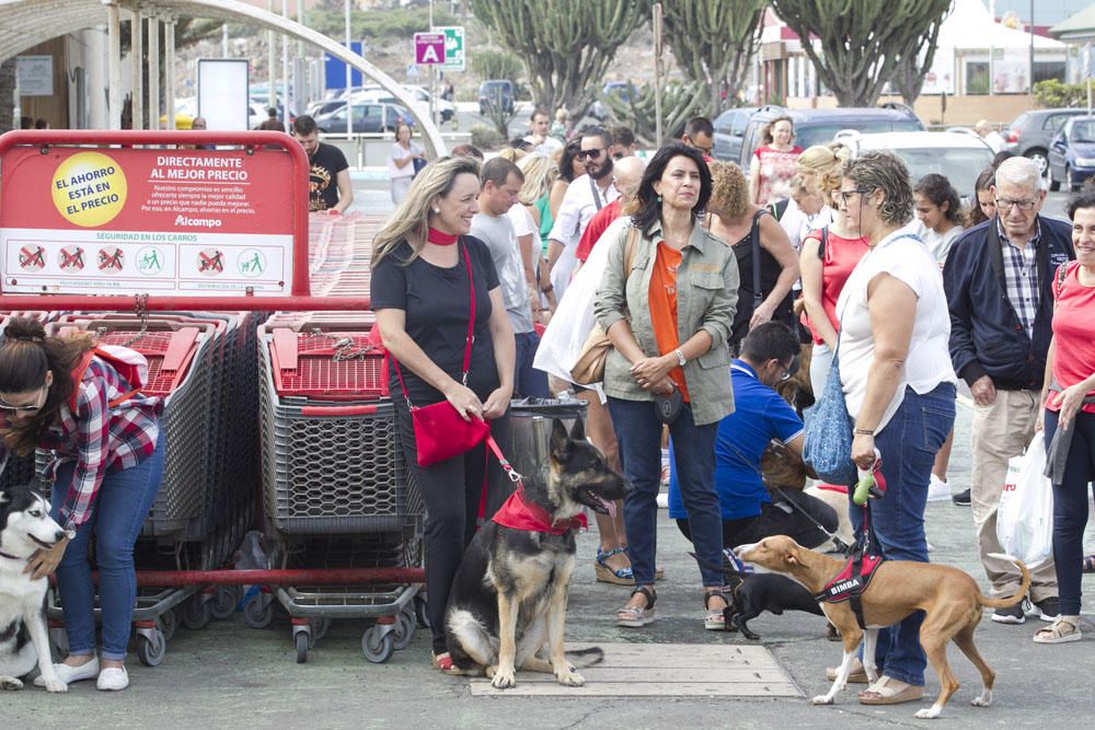 Exhibición de perros mascota enAlcampo de Telde