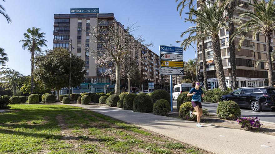 Desaparece un árbol de plaza Galicia en Alicante