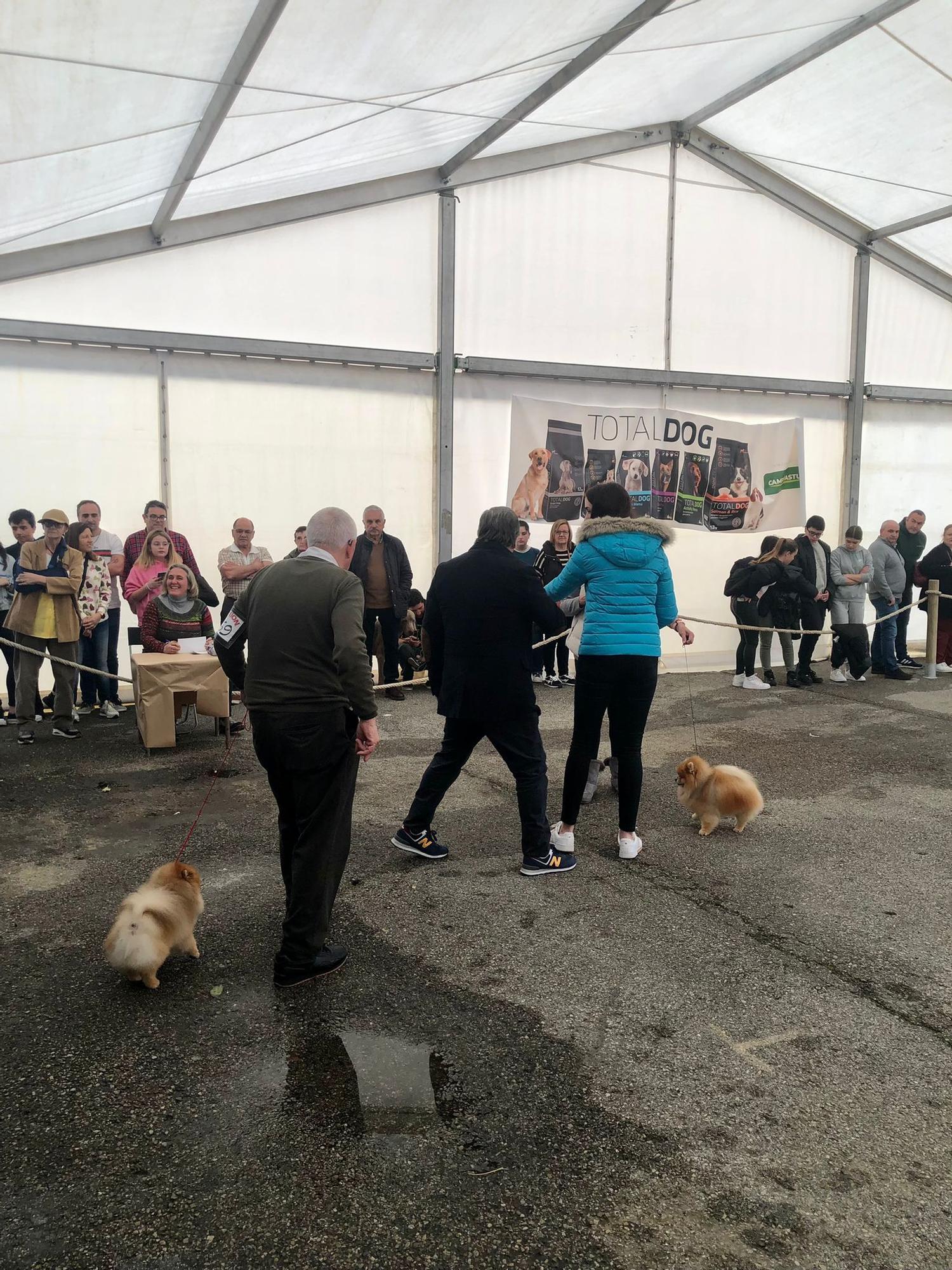 Éxito de público y animales en la 28ª Feria del Perro de Tineo