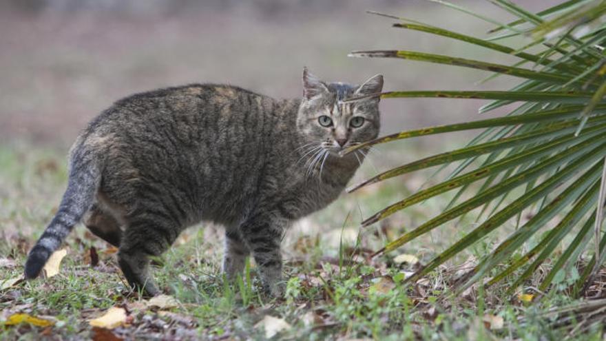 Pacma denuncia disparos a los gatos de la Canyada