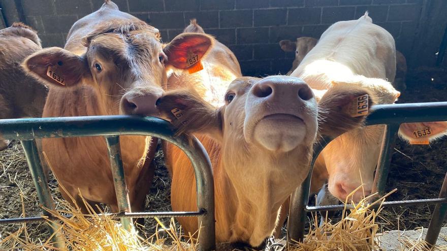 A la izquierda ejemplares de vacuno alistano y sobre estas líneas, carne para degustar |  Chany Sebastián