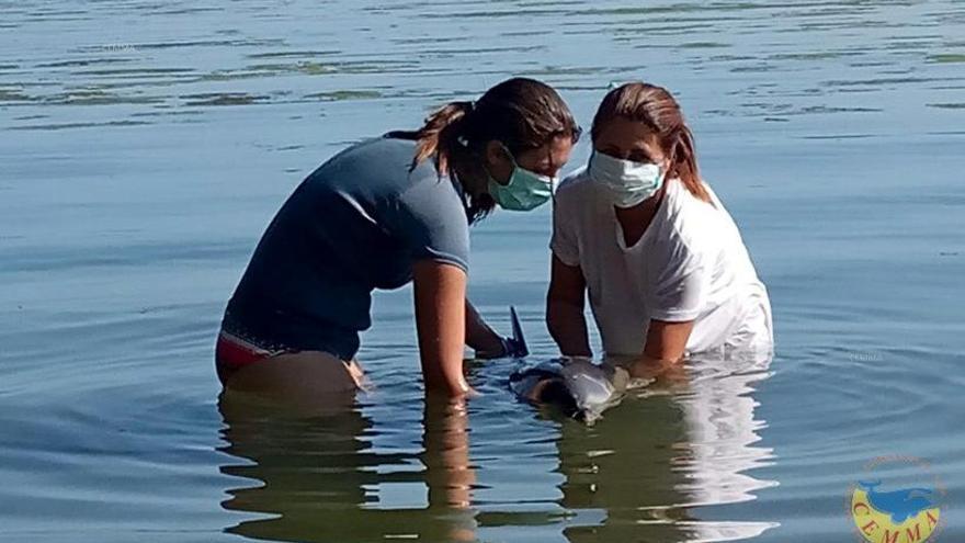 El rescate de uno de los delfines. // FdV