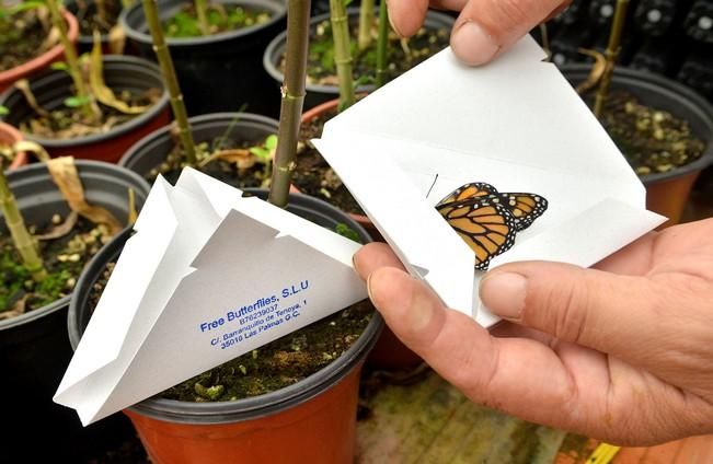 MARIPOSAS GRANJA