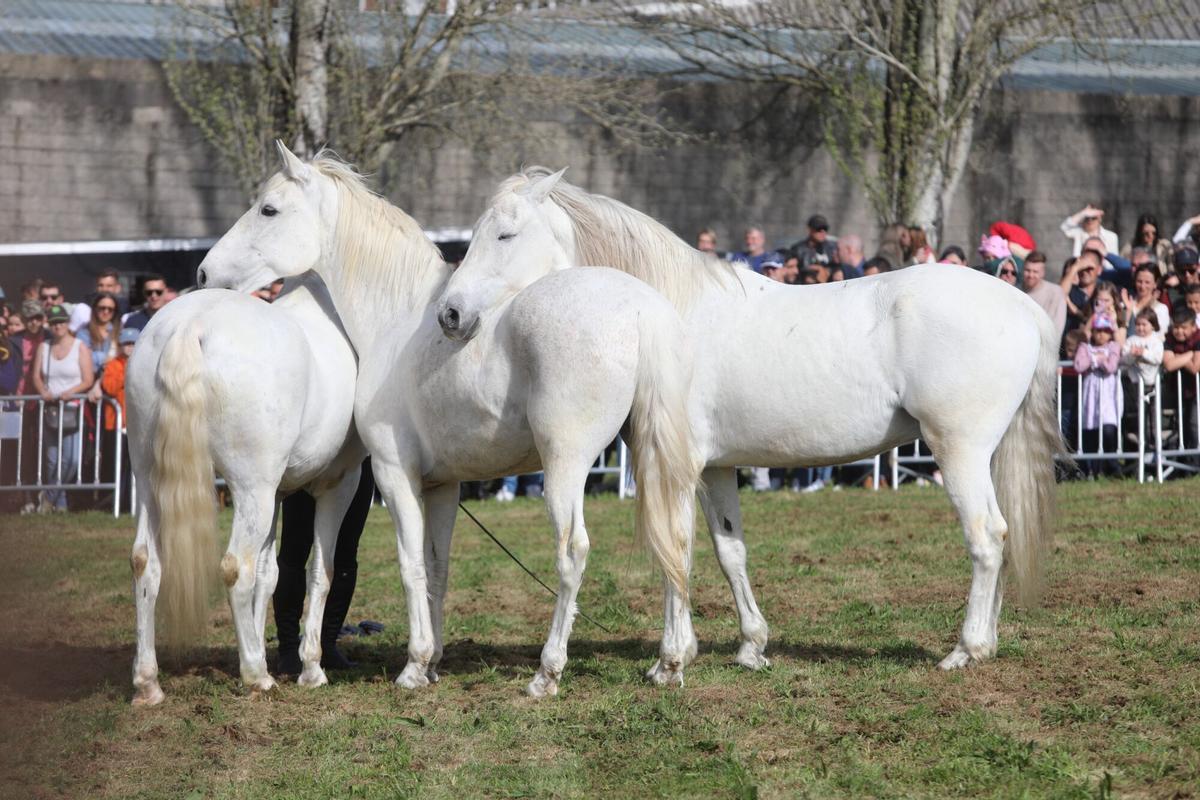 La XXXV Feira do Cabalo de Lalín cerró ayer su segunda y última jornada con una notable afluencia de público